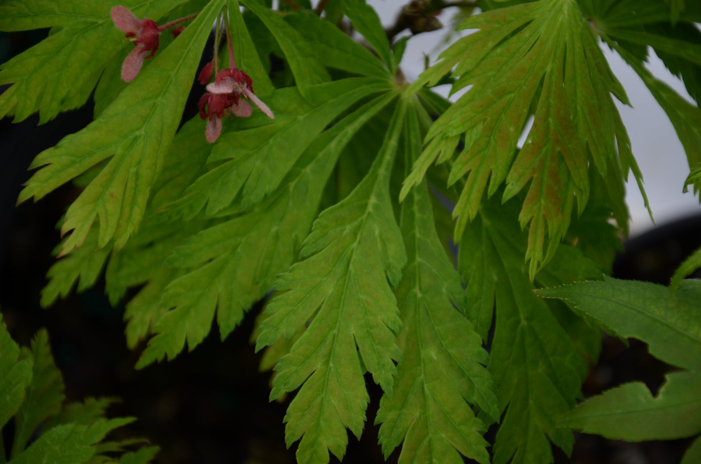 Acer japonicum 'Mai kujaku' Dancing Peacock Japanese Maple