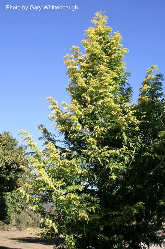 Metasequoia glyptostroboides 'Gold Rush' Golden Dawn Redwood