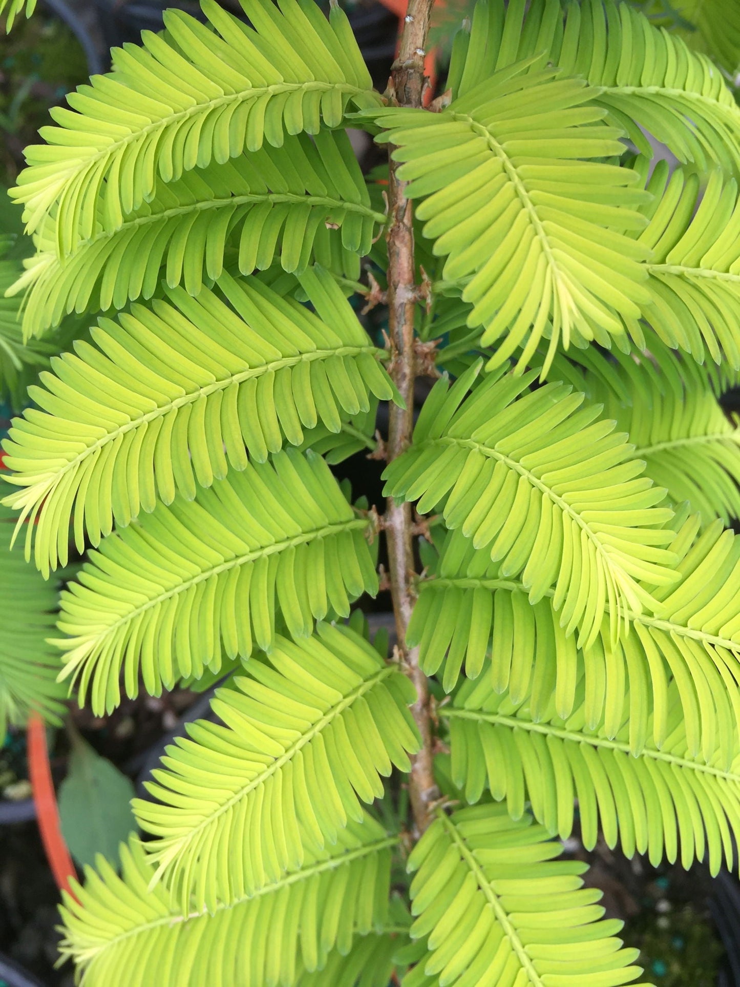 Metasequoia glyptostroboides 'Gold Rush' Golden Dawn Redwood