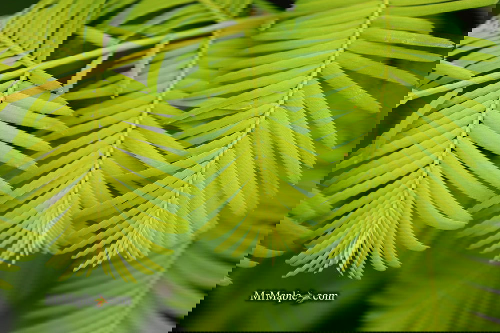 Metasequoia glyptostroboides 'Gold Rush' Golden Dawn Redwood