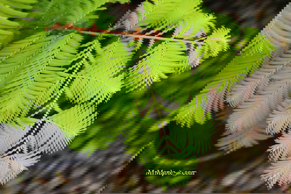Metasequoia glyptostroboides 'Gold Rush' Golden Dawn Redwood