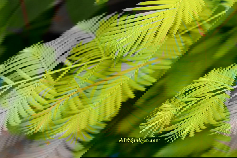 Metasequoia glyptostroboides 'Gold Rush' Golden Dawn Redwood