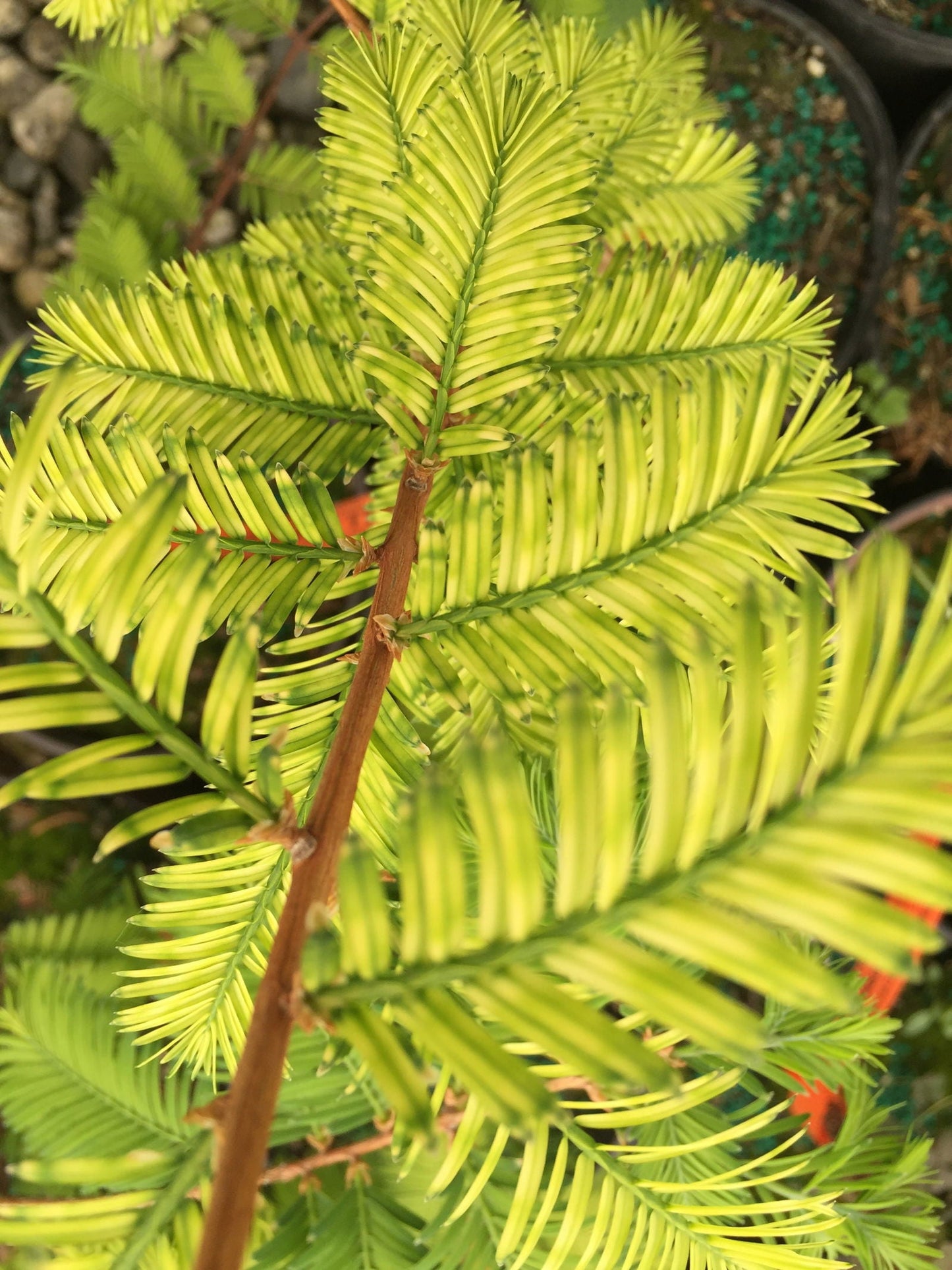 Metasequoia glyptostroboides 'Little Creamy' Variegated Dawn Redwood