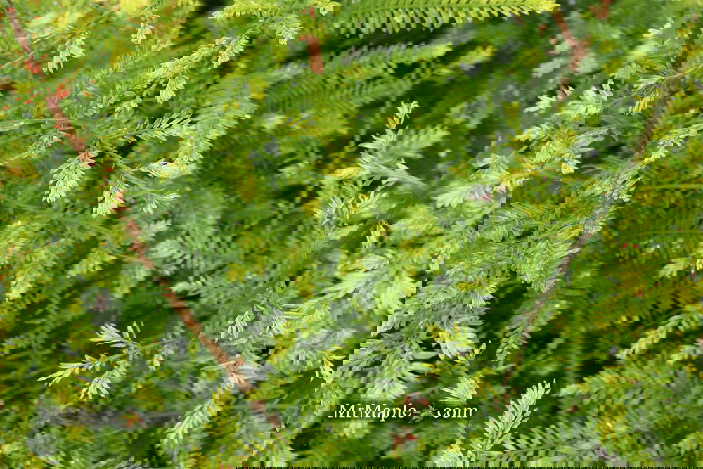 Metasequoia glyptostroboides 'Little Creamy' Variegated Dawn Redwood