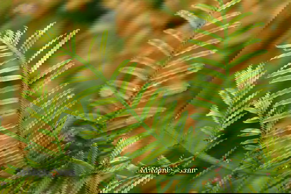 Metasequoia glyptostroboides 'Little Creamy' Variegated Dawn Redwood