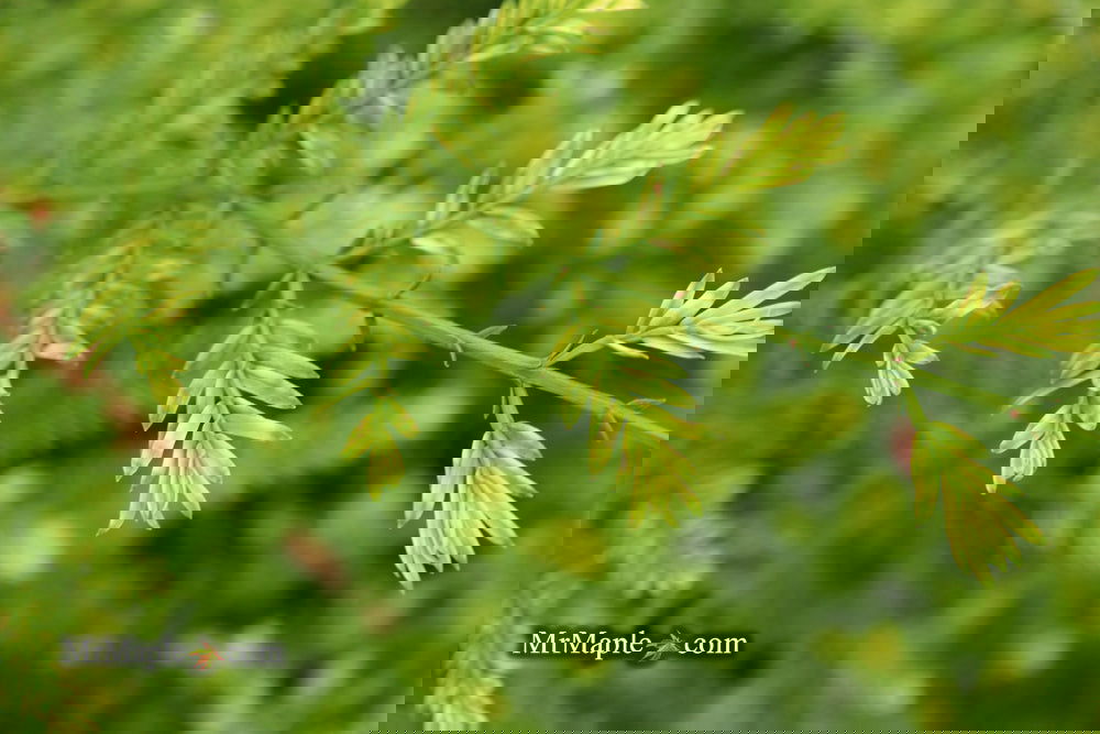 Metasequoia glyptostroboides 'Little Creamy' Variegated Dawn Redwood