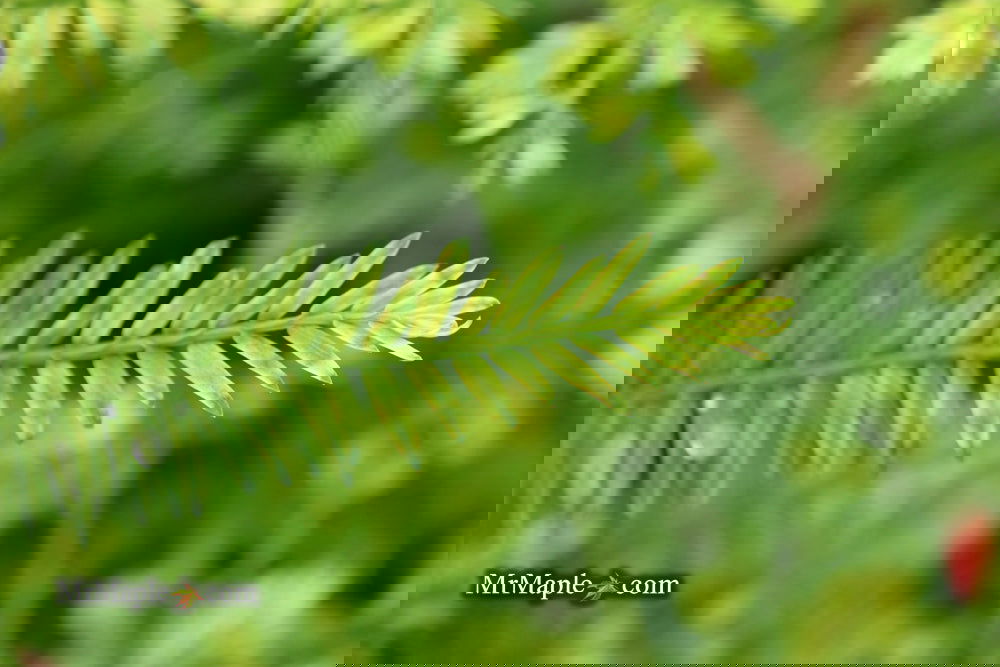 Metasequoia glyptostroboides 'Little Creamy' Variegated Dawn Redwood