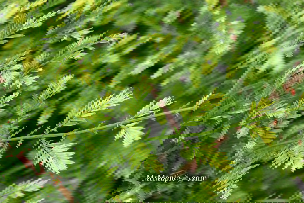 Metasequoia glyptostroboides 'Little Creamy' Variegated Dawn Redwood