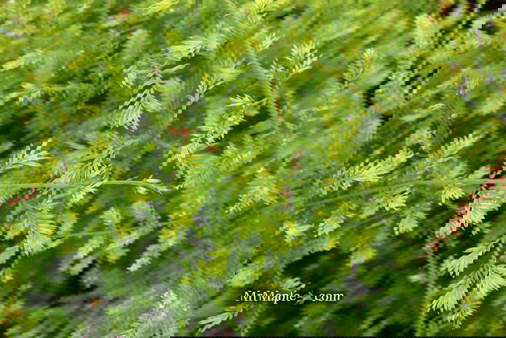 Metasequoia glyptostroboides 'Little Creamy' Variegated Dawn Redwood