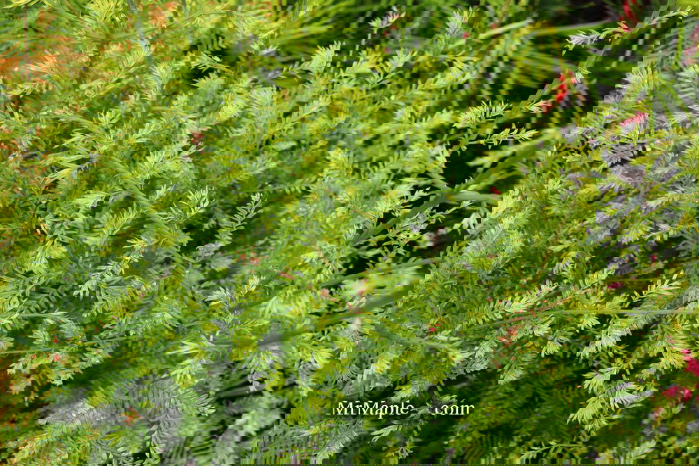 Metasequoia glyptostroboides 'Little Creamy' Variegated Dawn Redwood