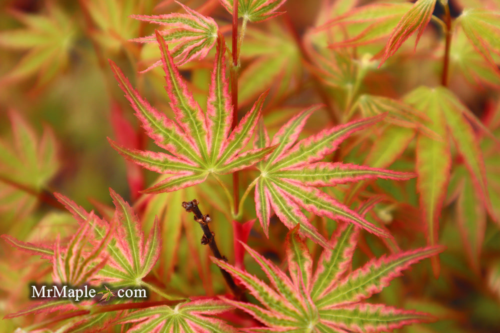Acer palmatum 'Ikandi' Japanese Maple