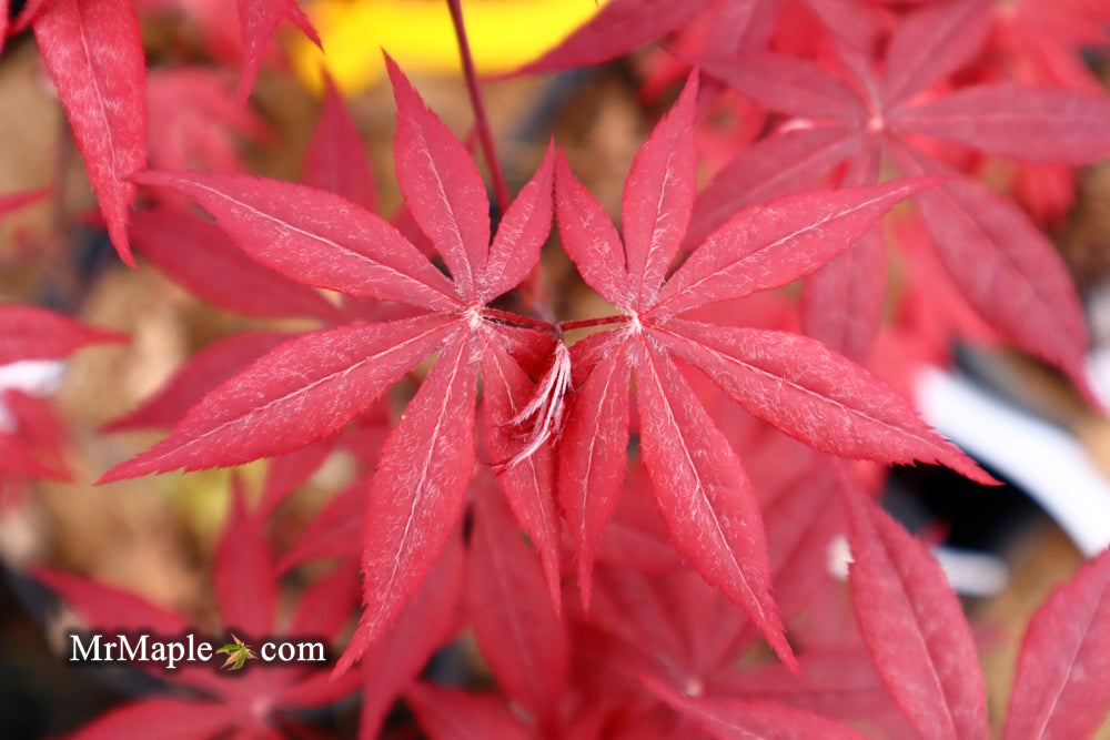 Acer palmatum 'Emperor 1' Japanese Maple Tree
