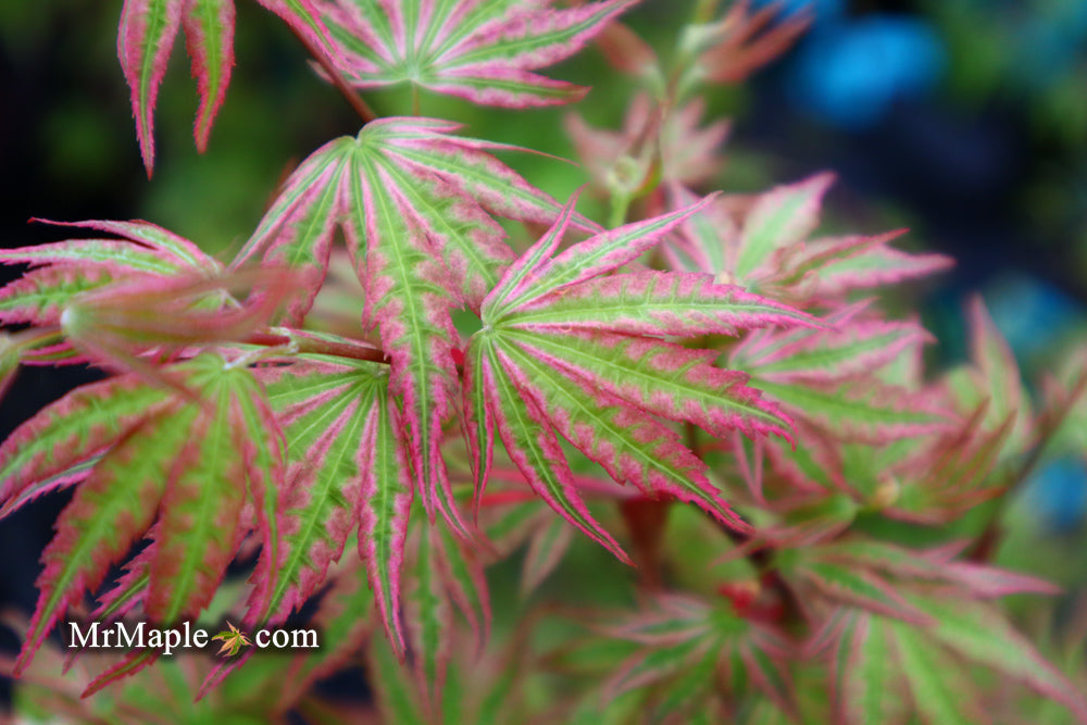 Acer palmatum 'Ikandi' Japanese Maple