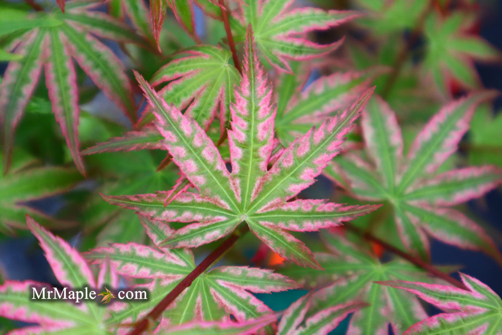 Acer palmatum 'Ikandi' Japanese Maple