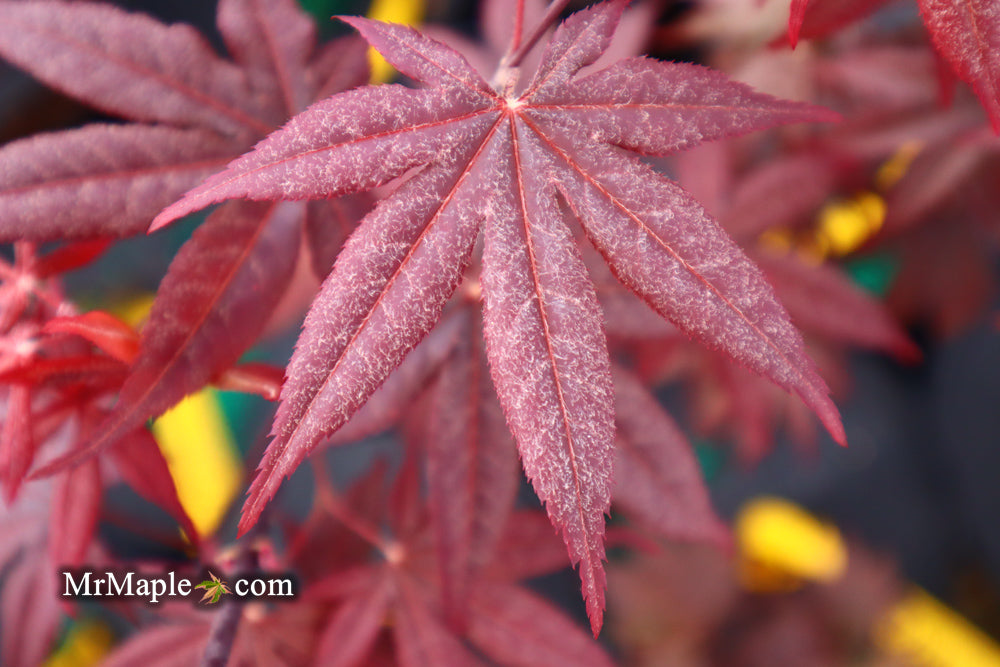 Acer palmatum 'Emperor 1' Japanese Maple Tree