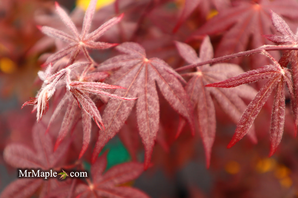 Acer palmatum 'Emperor 1' Japanese Maple Tree