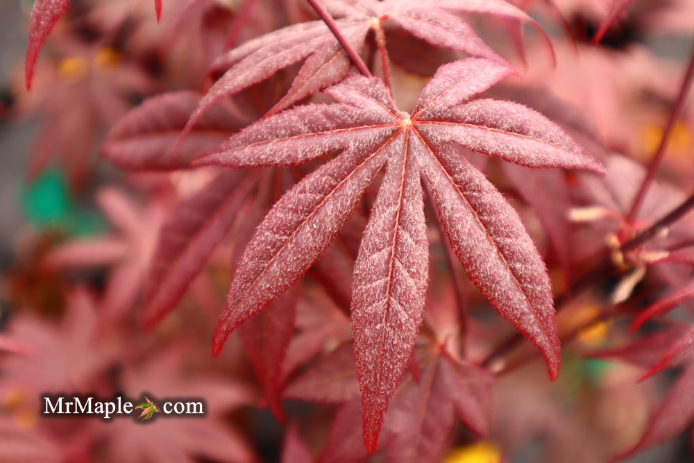 Acer palmatum 'Emperor 1' Japanese Maple Tree