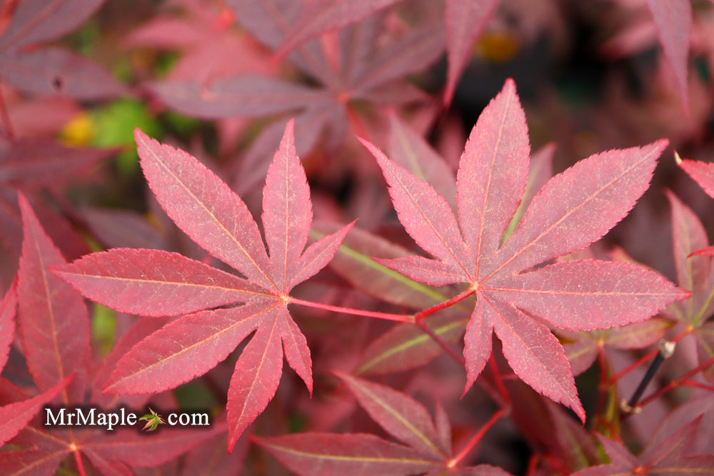 Acer palmatum 'Emperor 1' Japanese Maple Tree