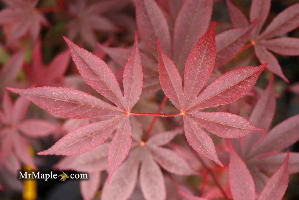 Acer palmatum 'Emperor 1' Japanese Maple Tree