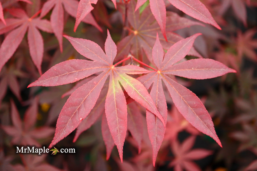 Acer palmatum 'Emperor 1' Japanese Maple Tree