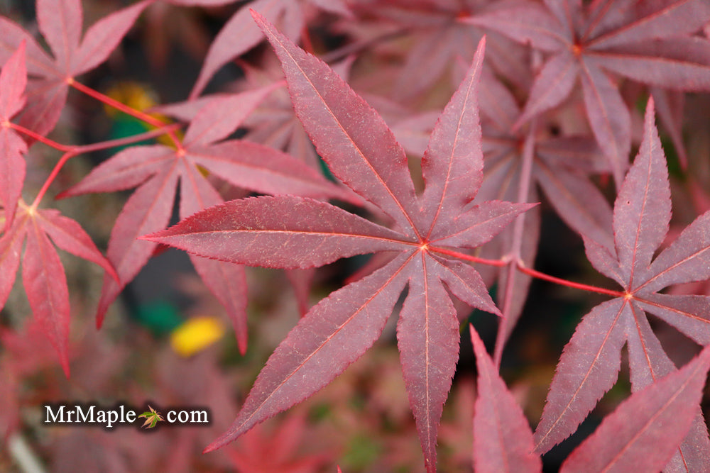 Acer palmatum 'Emperor 1' Japanese Maple Tree