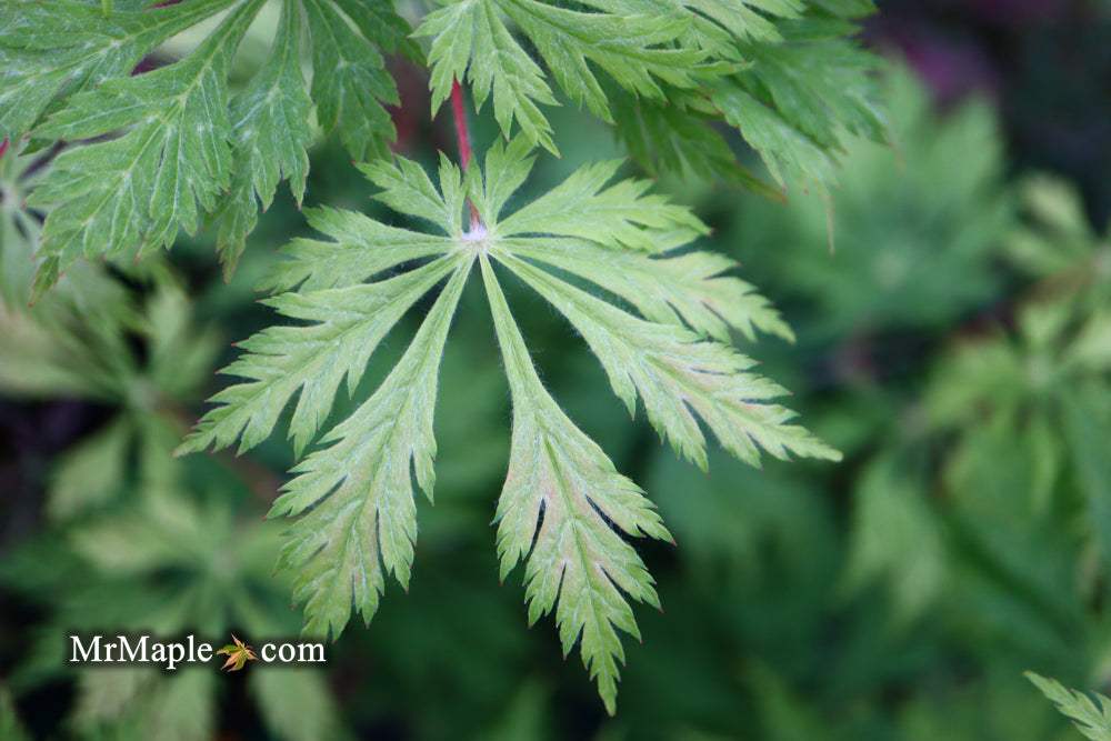 Acer japonicum 'Mai kujaku' Dancing Peacock Japanese Maple