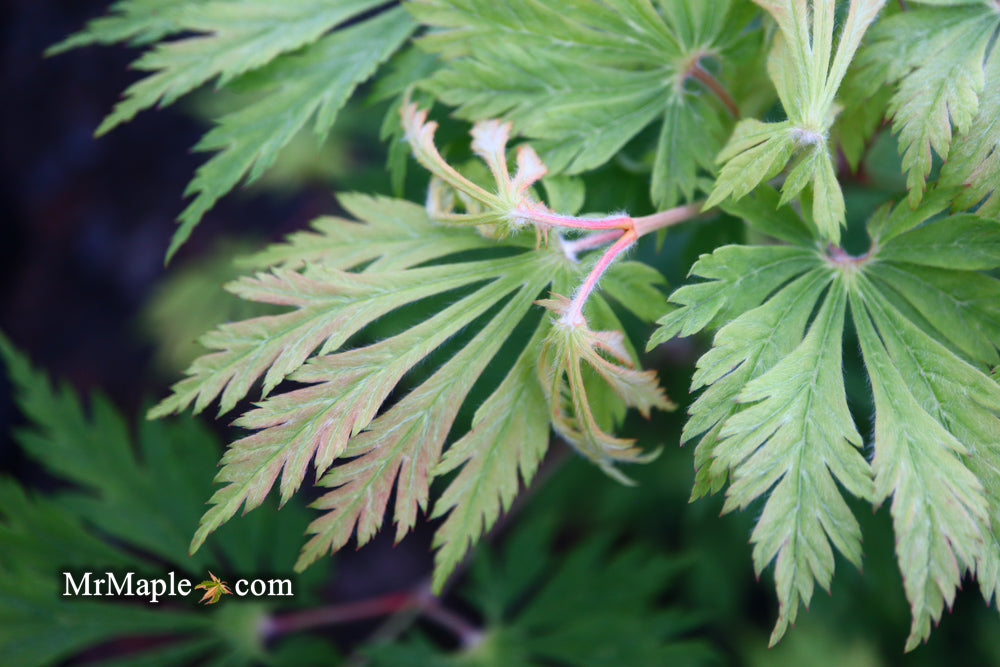 Acer japonicum 'Mai kujaku' Dancing Peacock Japanese Maple