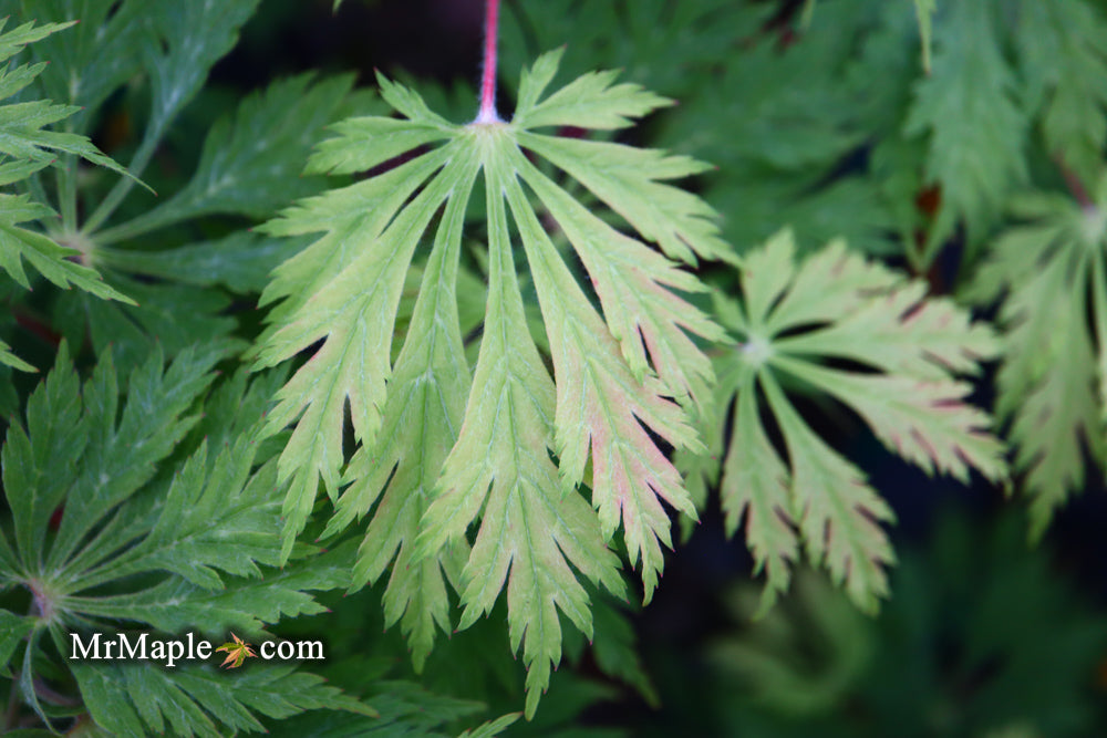 Acer japonicum 'Mai kujaku' Dancing Peacock Japanese Maple