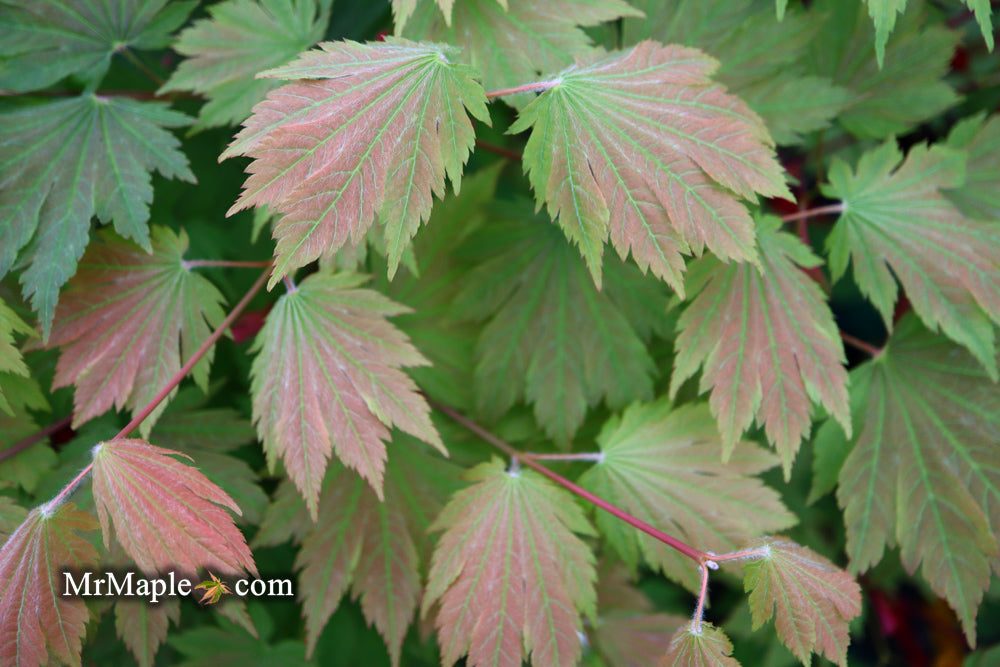 Acer japonicum 'Emmett's Pumpkin' Full Moon Japanese Maple