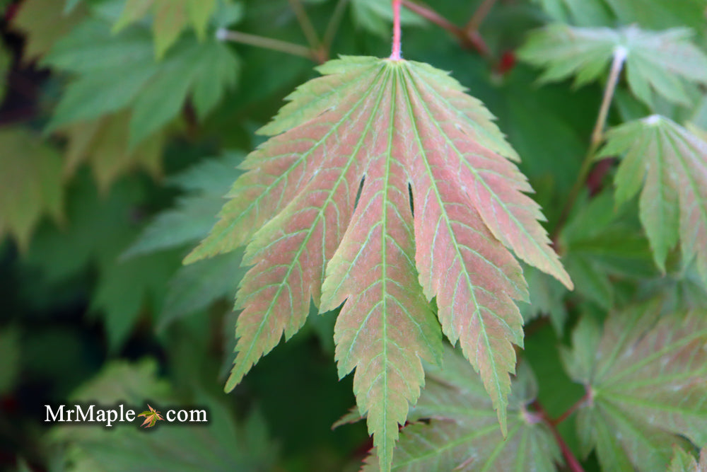 Acer japonicum 'Emmett's Pumpkin' Full Moon Japanese Maple