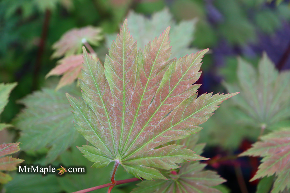 Acer japonicum 'Emmett's Pumpkin' Full Moon Japanese Maple