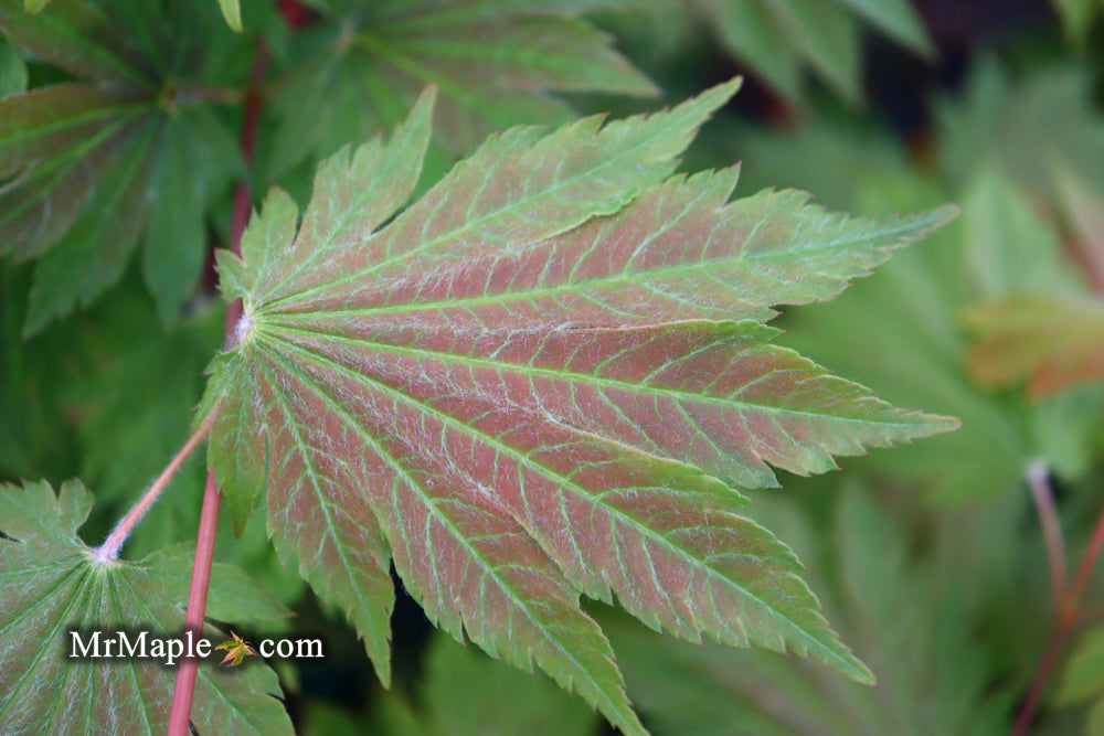 Acer japonicum 'Emmett's Pumpkin' Full Moon Japanese Maple