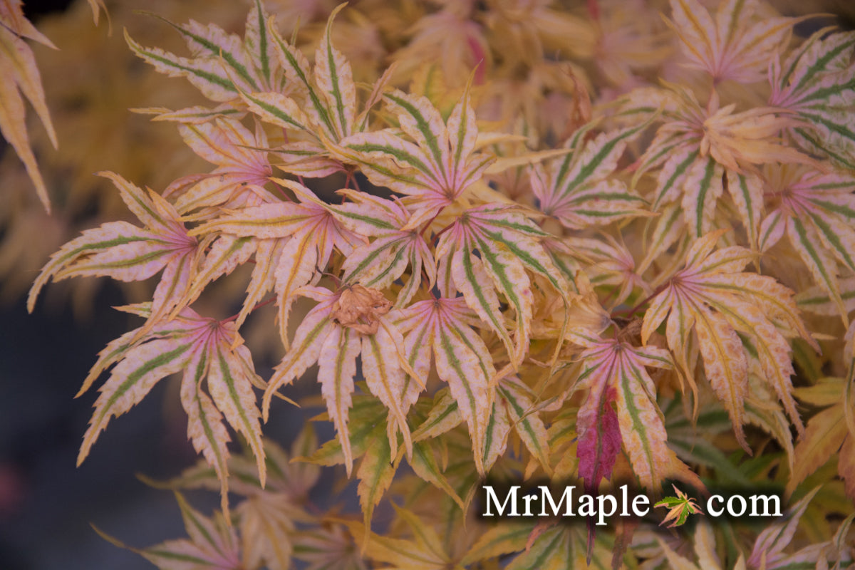 Acer palmatum 'Ikandi' Japanese Maple