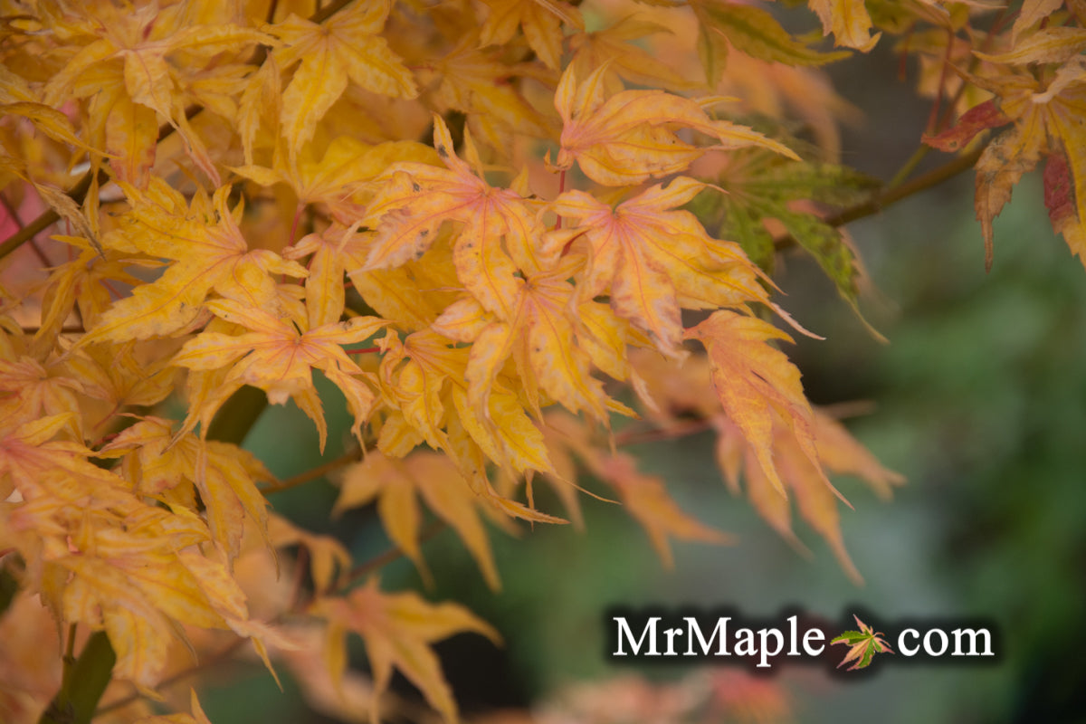 Acer palmatum 'Ikandi' Japanese Maple