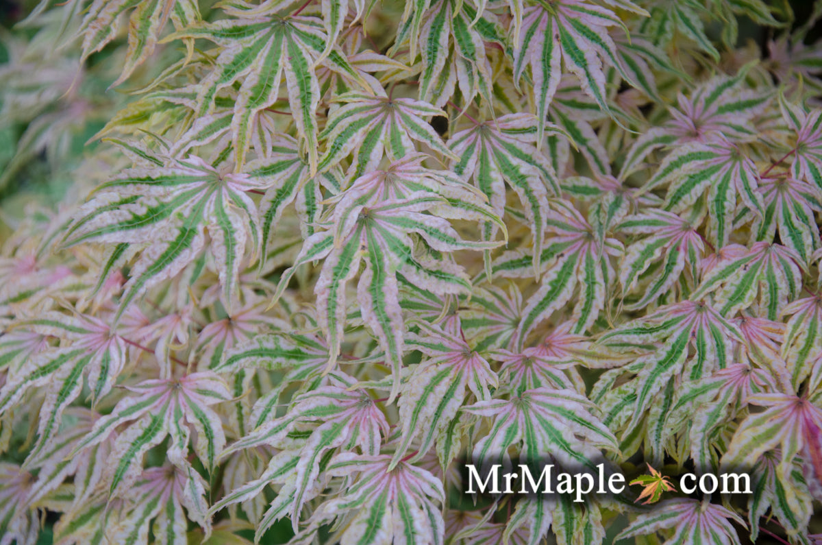 Acer palmatum 'Ikandi' Japanese Maple