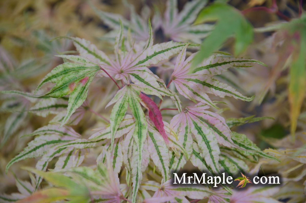 Acer palmatum 'Ikandi' Japanese Maple