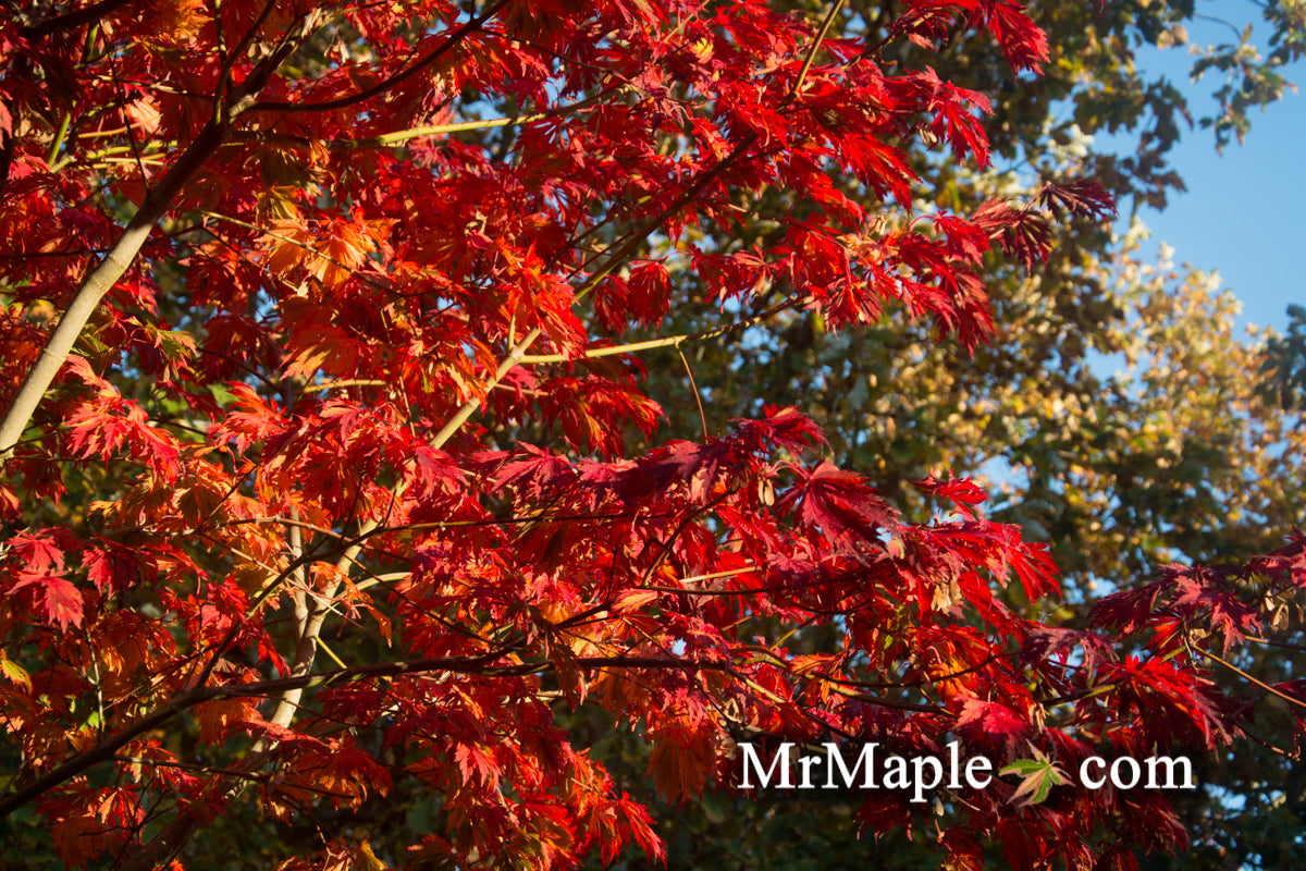 Acer japonicum 'Mai kujaku' Dancing Peacock Japanese Maple