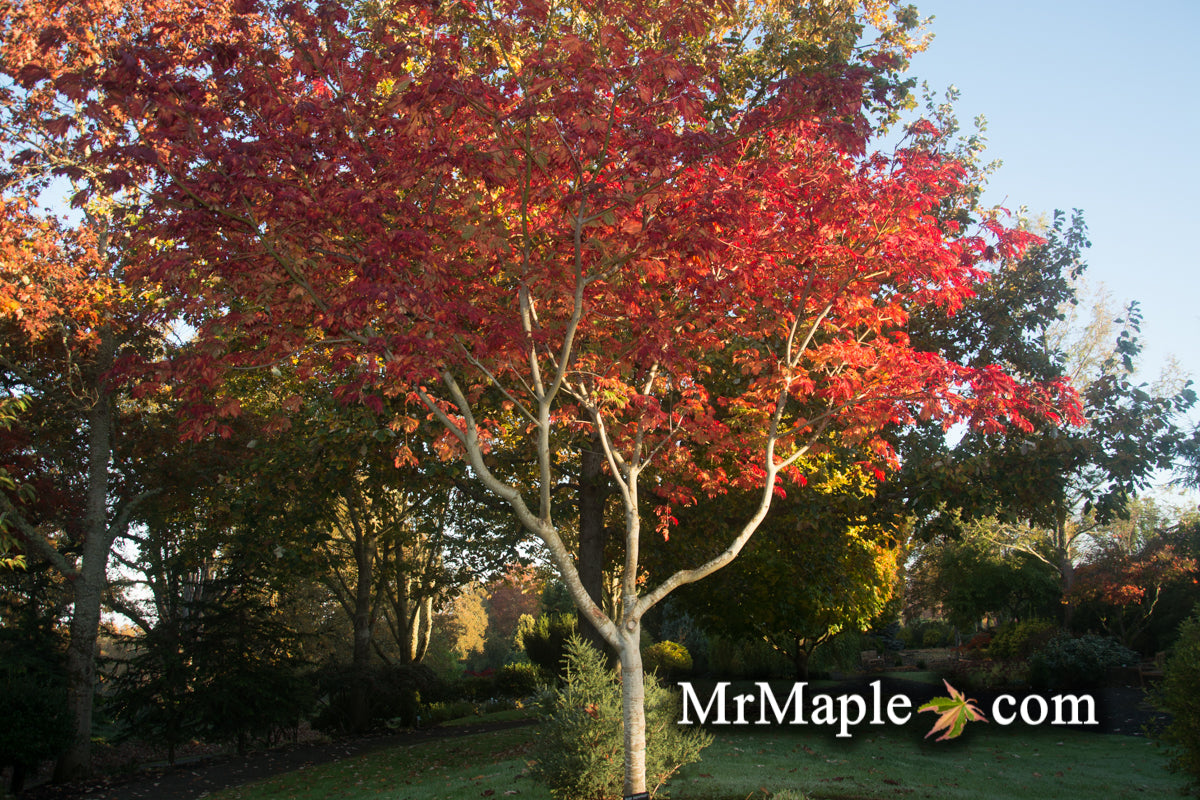 Acer japonicum 'Mai kujaku' Dancing Peacock Japanese Maple
