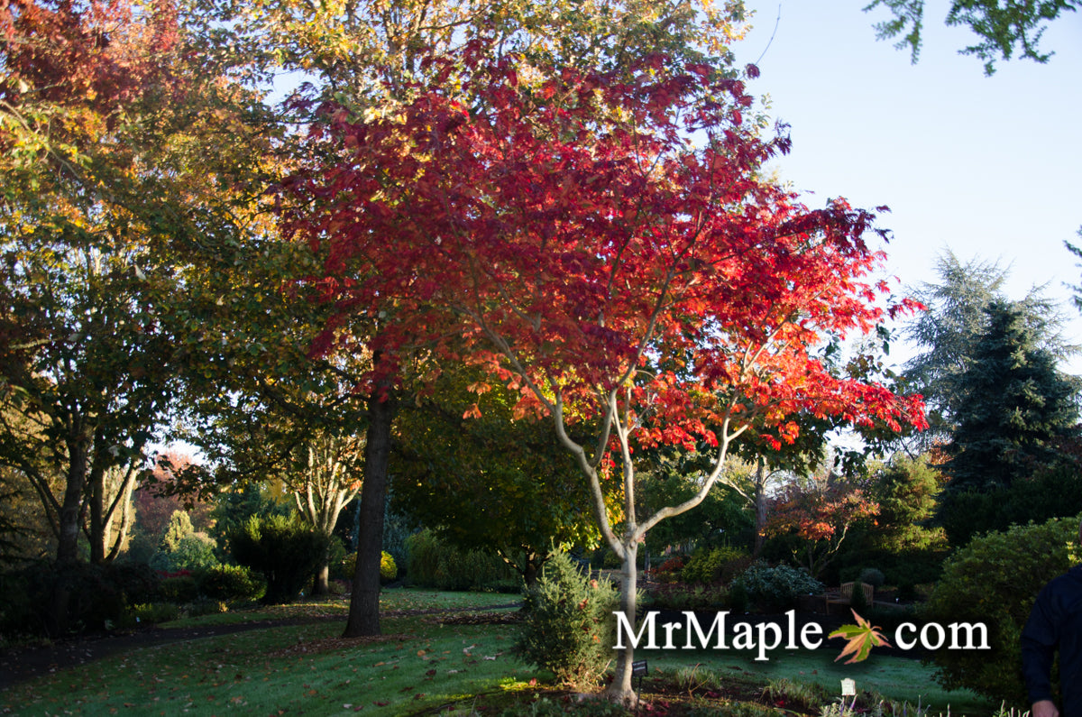 Acer japonicum 'Mai kujaku' Dancing Peacock Japanese Maple
