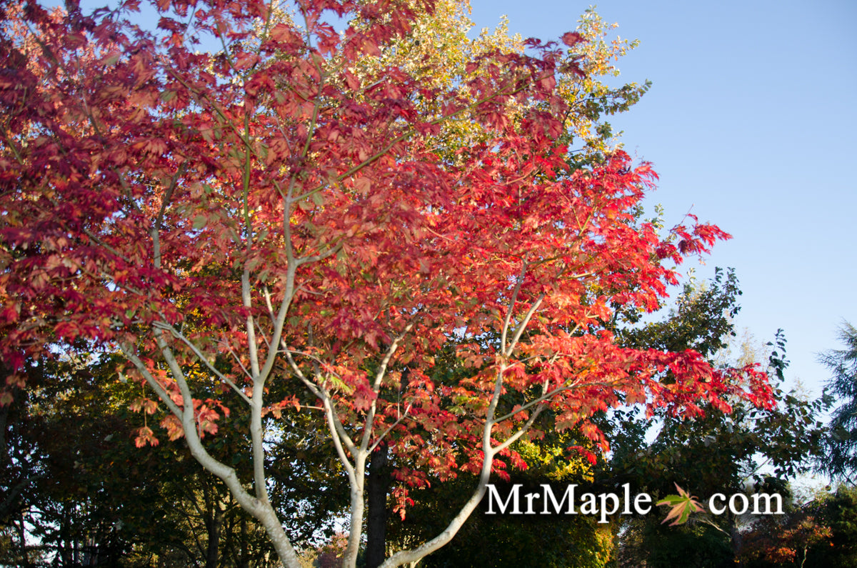 Acer japonicum 'Mai kujaku' Dancing Peacock Japanese Maple