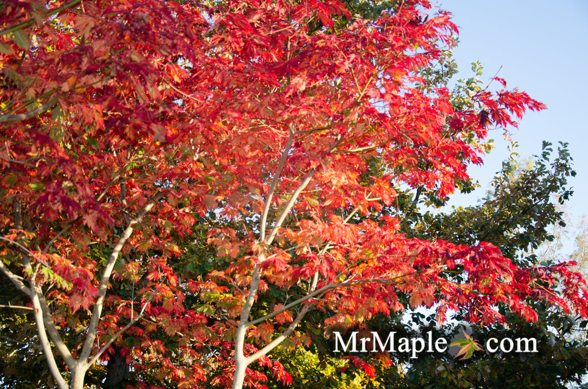 Acer japonicum 'Mai kujaku' Dancing Peacock Japanese Maple