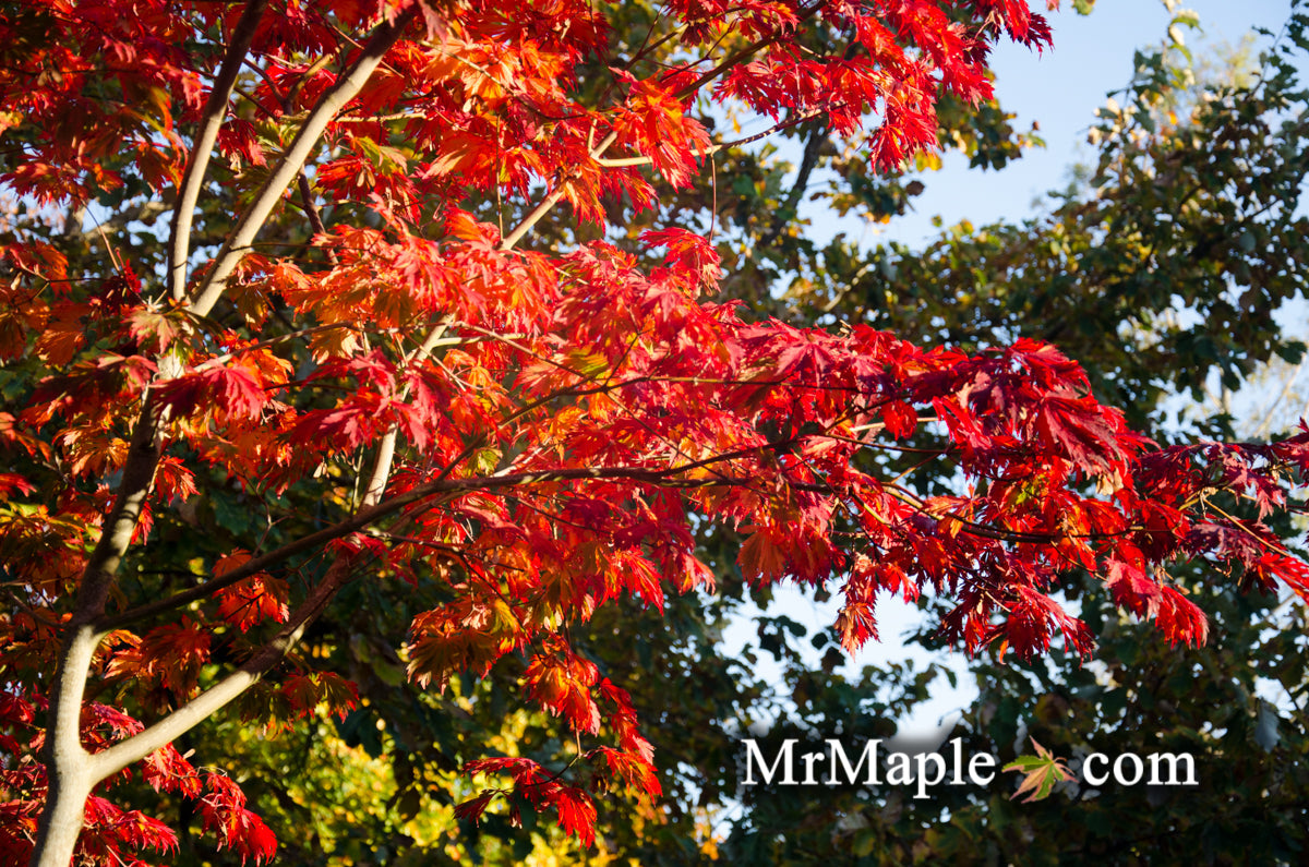Acer japonicum 'Mai kujaku' Dancing Peacock Japanese Maple