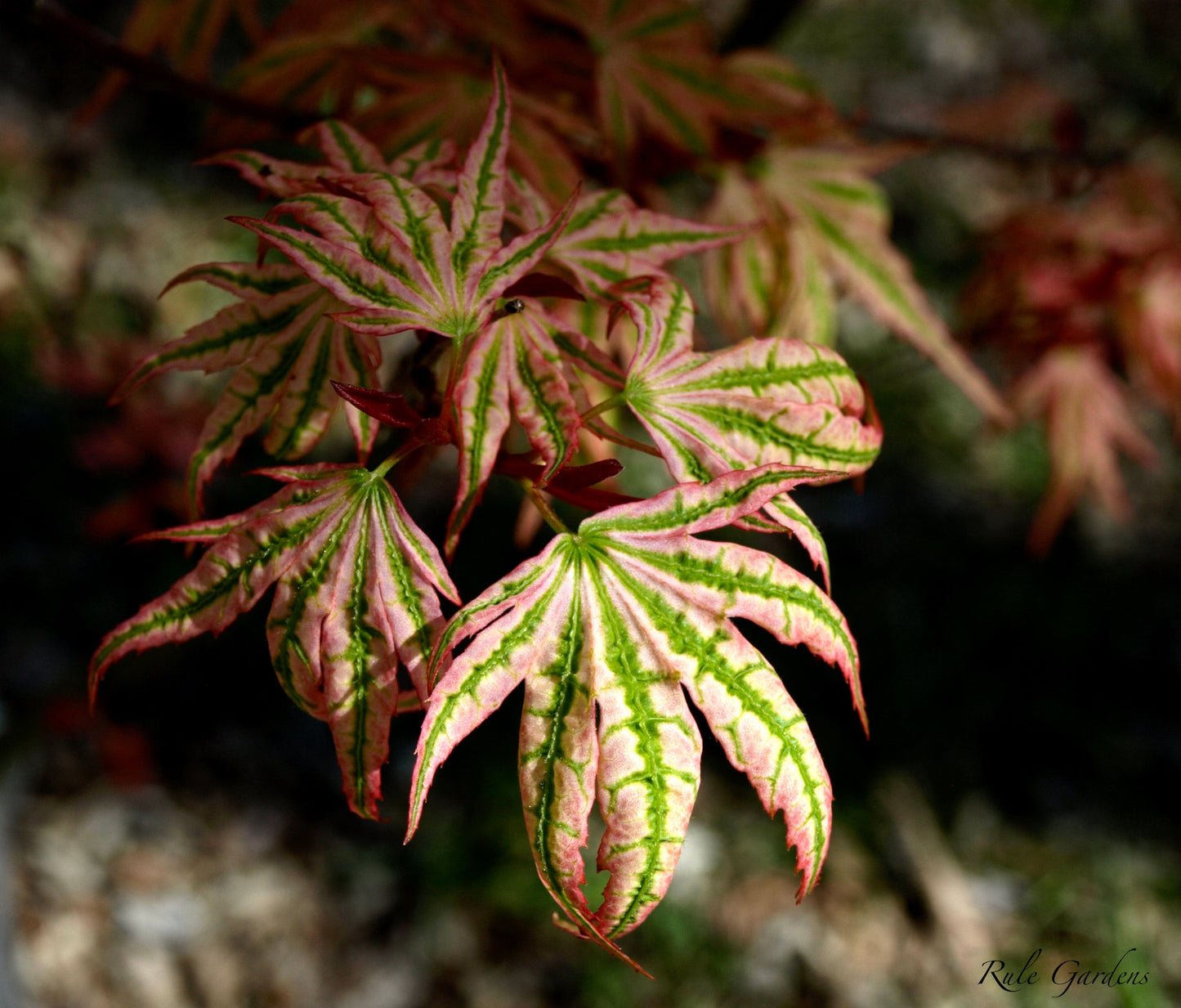 Acer palmatum 'Ikandi' Japanese Maple