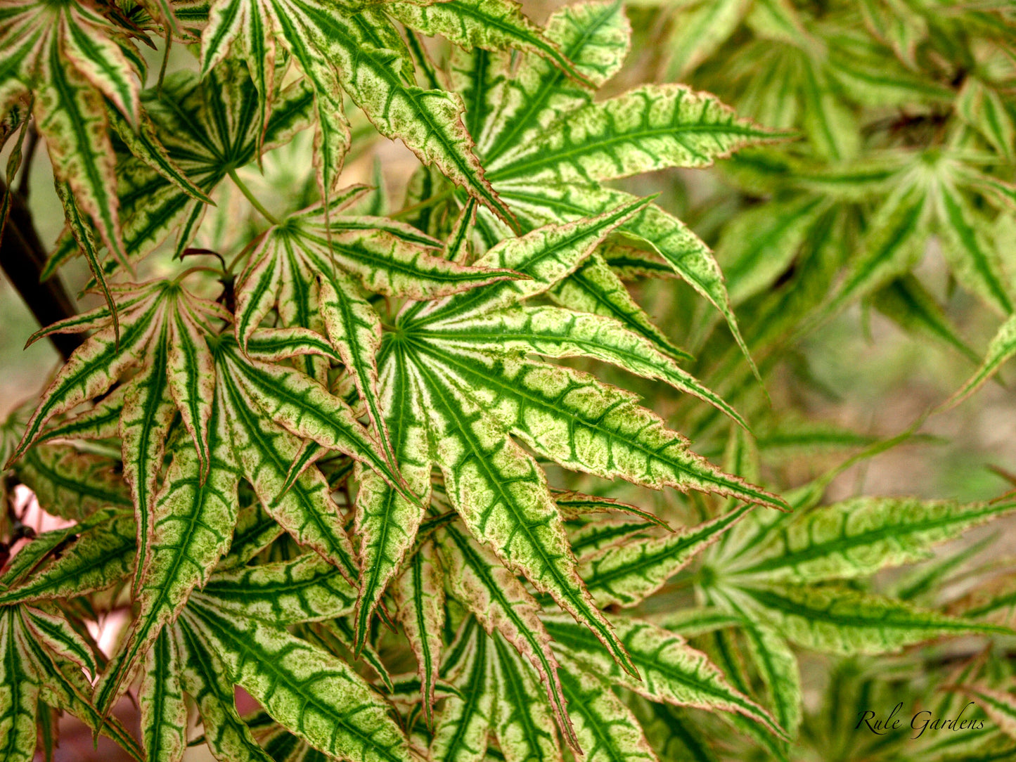 Acer palmatum 'Ikandi' Japanese Maple