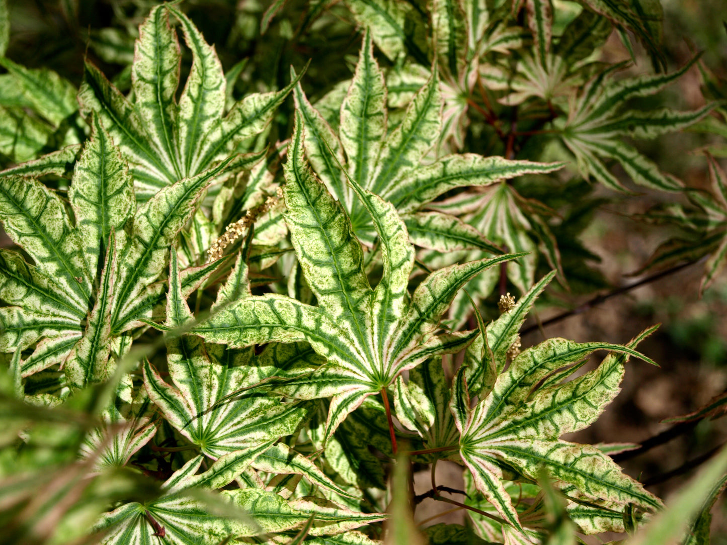 Acer palmatum 'Ikandi' Japanese Maple