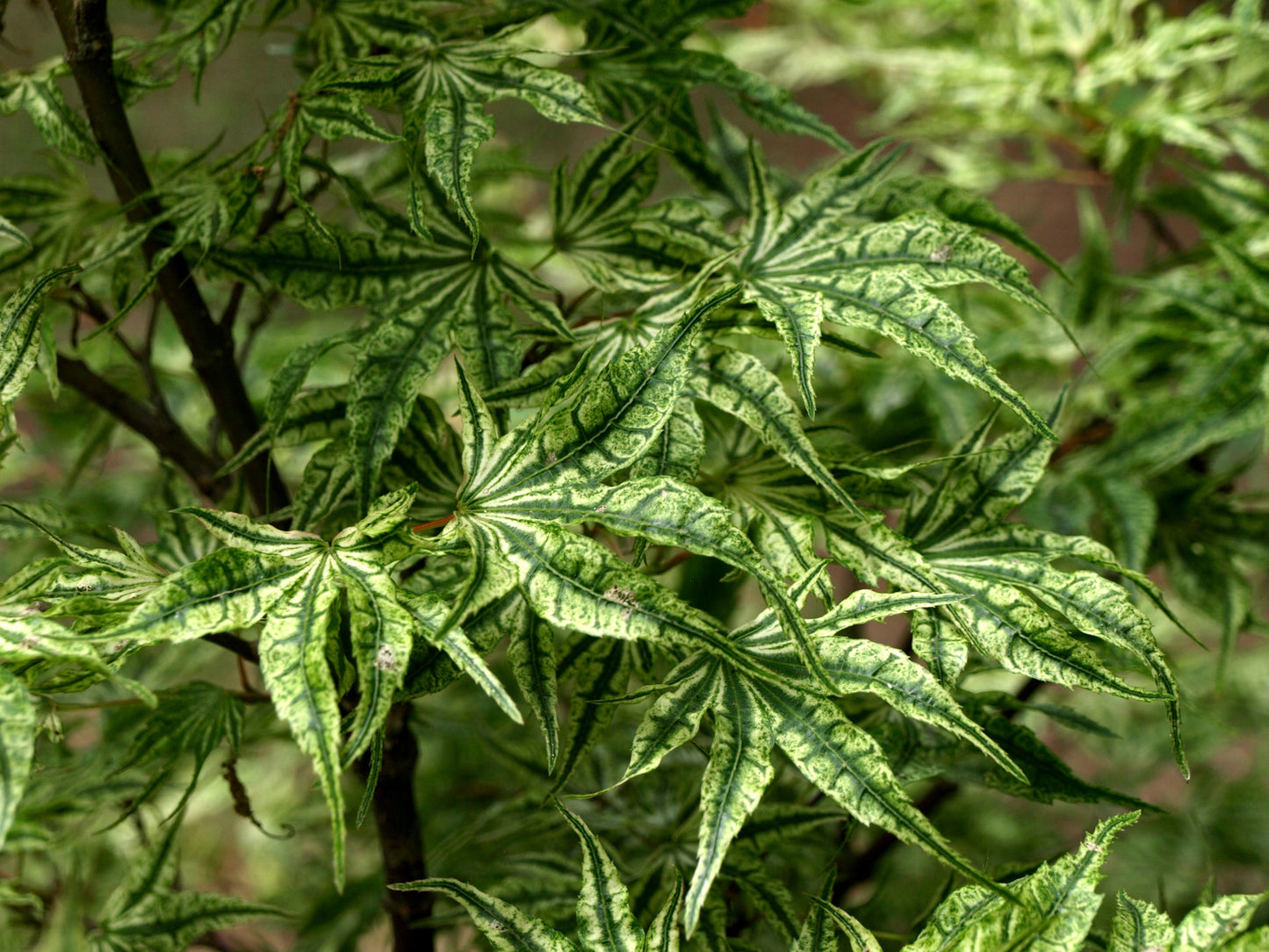 Acer palmatum 'Ikandi' Japanese Maple