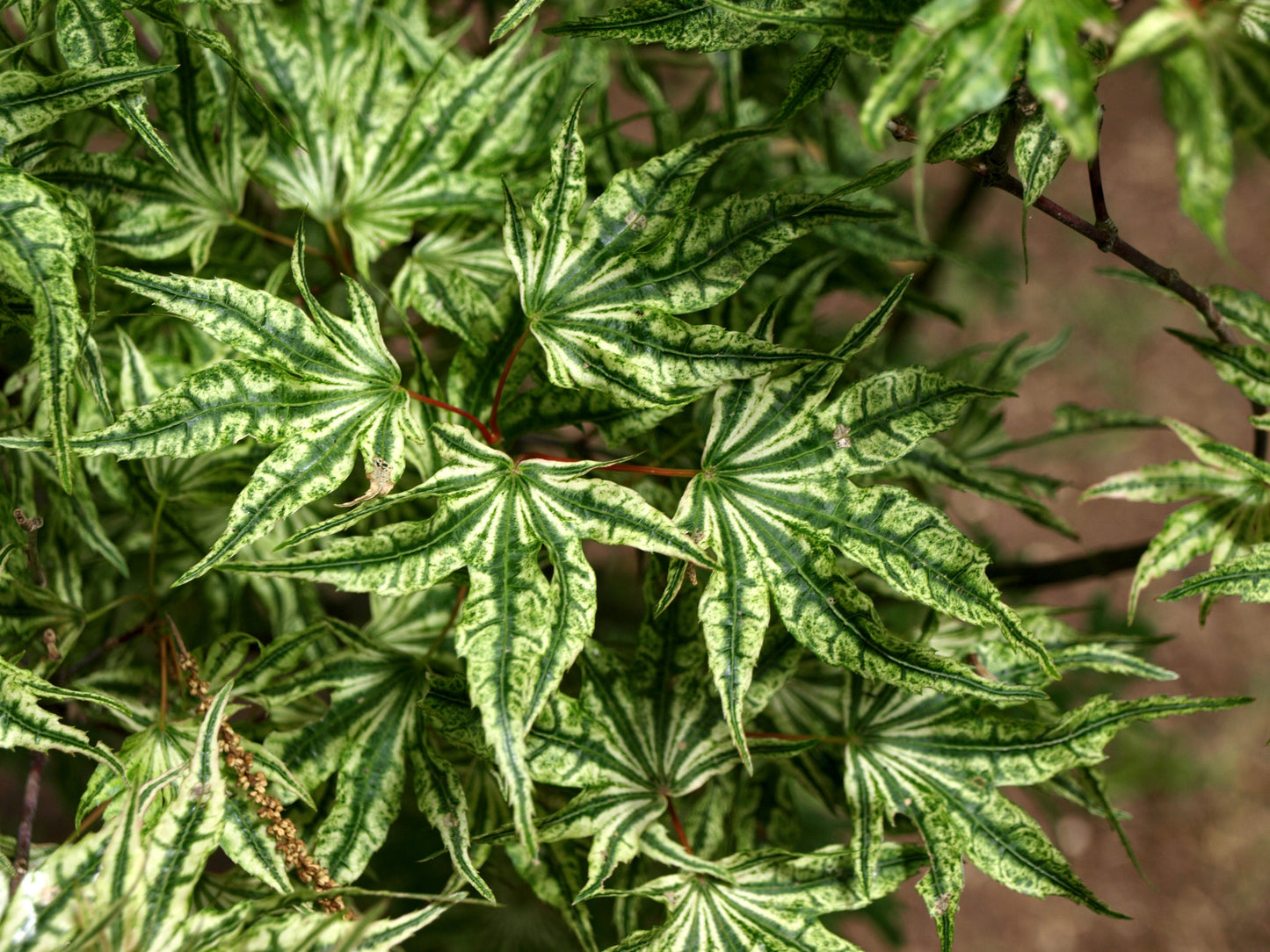 Acer palmatum 'Ikandi' Japanese Maple