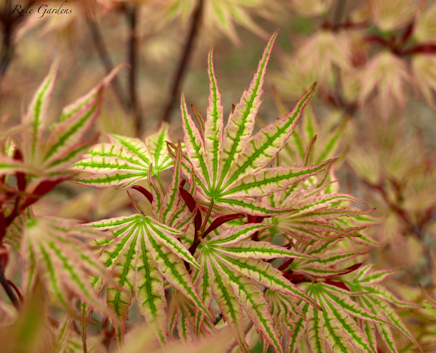 Acer palmatum 'Ikandi' Japanese Maple