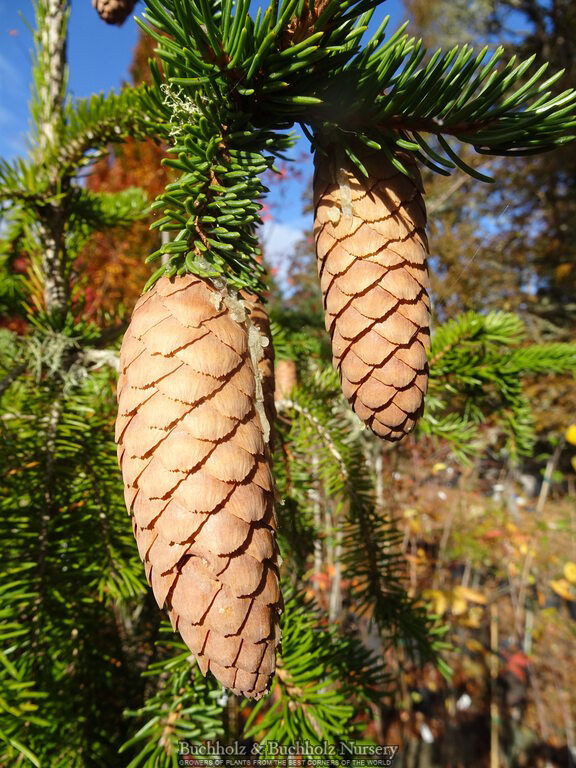 Picea Abies 'Rubra Spicata' Rare Red-Tipped Norway Spruce