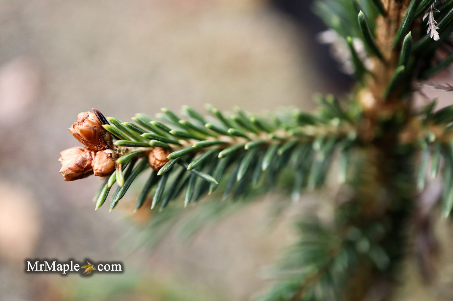 Picea Abies 'Rubra Spicata' Rare Red-Tipped Norway Spruce